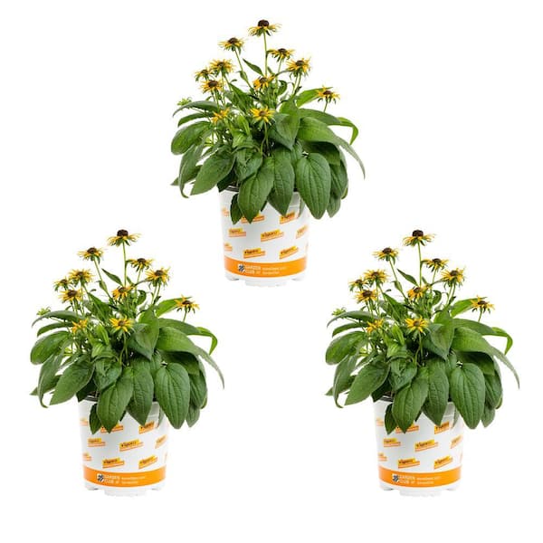 Blooming Balconies: Creating a Pollinator Parad...