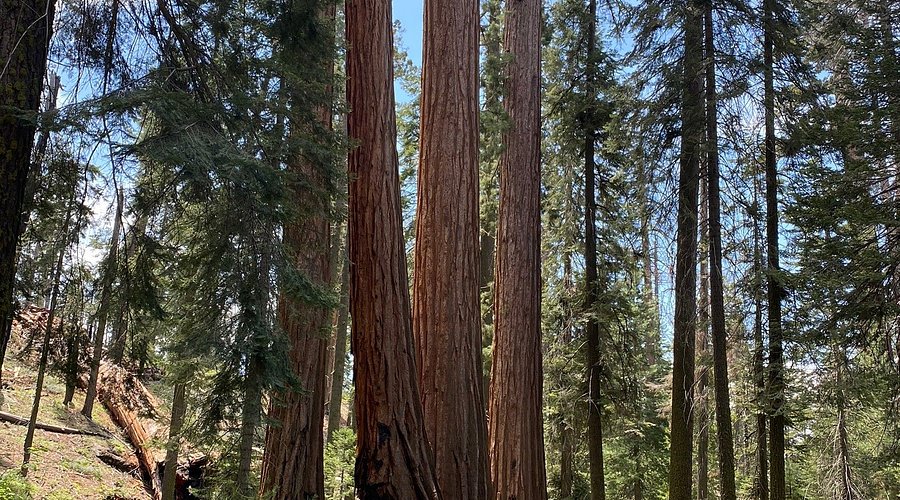 Whispering Pines Campground, Yosemite