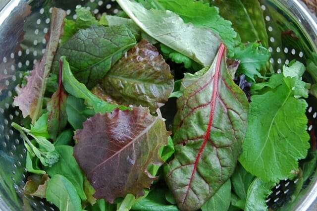 From Seed to Supper: A Beginner's Guide to Grow...