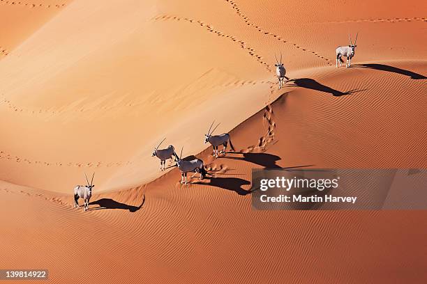 ## Beyond the Dunes: Unforgettable Stargazing and...