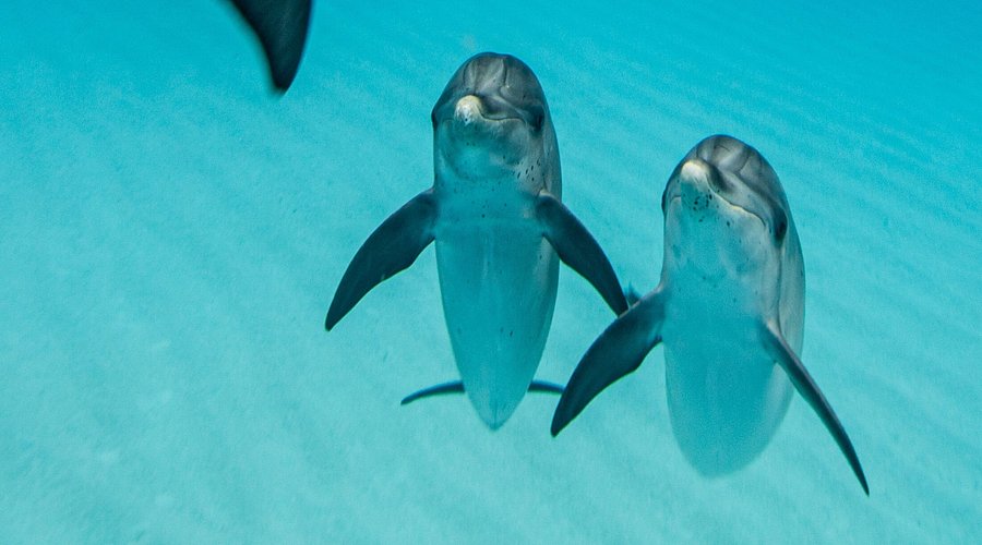 Dolphins Swimming in Bimini
