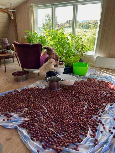 Enjoying the process of harvesting