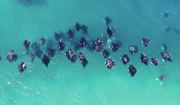Lead with an underwater shot capturing a freediver gracefully swimming alongside a majestic manta ray, bathed in dappled sunlight filtering through the ocean surface. The image should convey a sense of awe and respect for these gentle creatures.