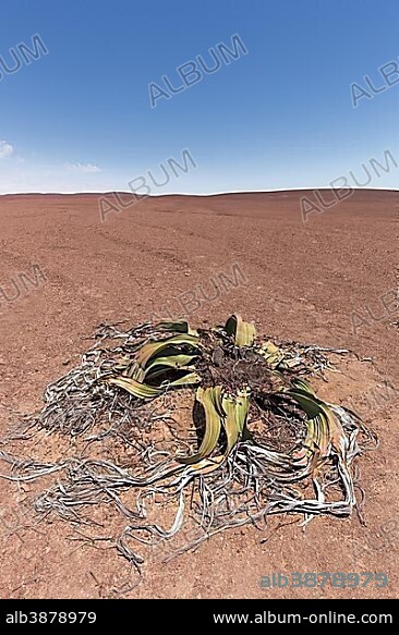 Milky Way over the Namib Desert Dunes