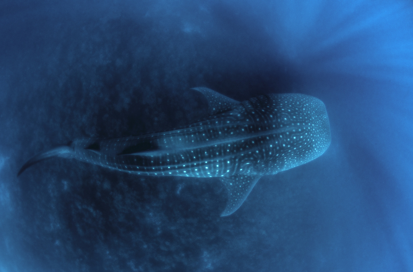 ## Dive Deeper: Unforgettable Ocean Adventures for...