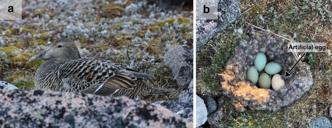 Peter McIndoe, founder of the