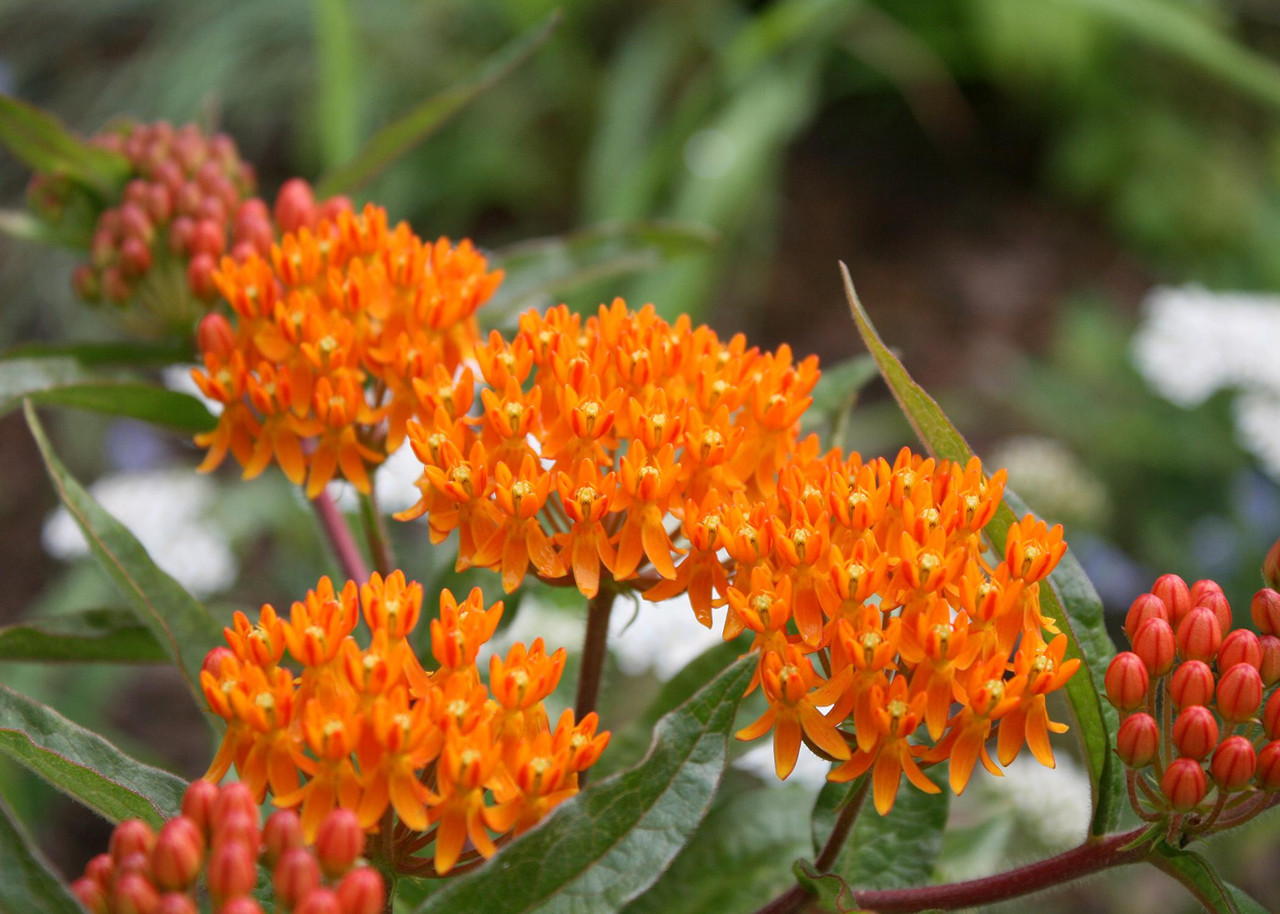 Pollinator Power: Transforming Your Homestead into...
