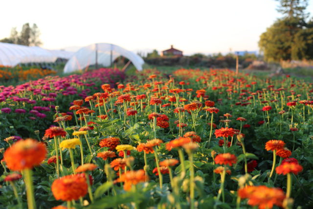 ZinniaCollage