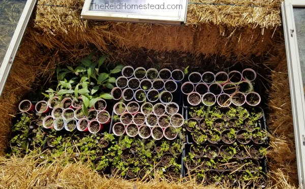 Cold Frame Plants