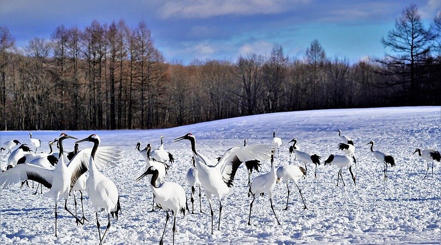 Red-crowned cranes amidst the snow-covered landscape