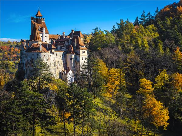 A majestic brown bear roams through a forest in the Romanian Carpathian Mountains.