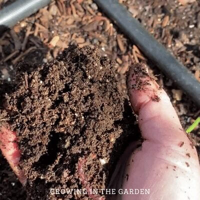 From Kitchen Scraps to Garden Gold: Harness the...