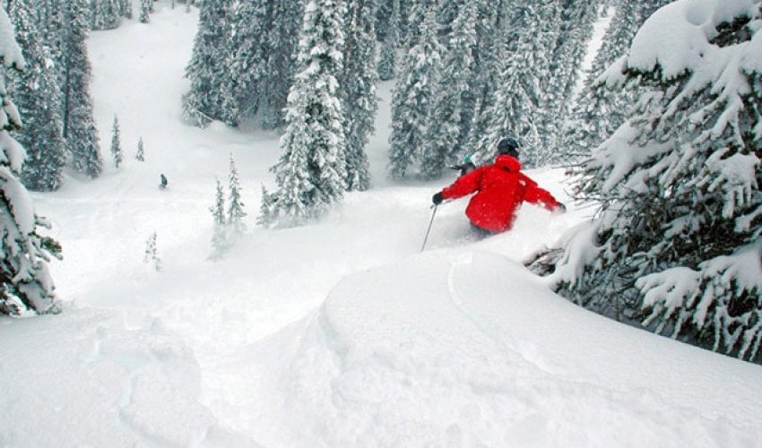 A snowboarder carving down a pristine slope with trees covered in fresh snow, under a clear blue sky.