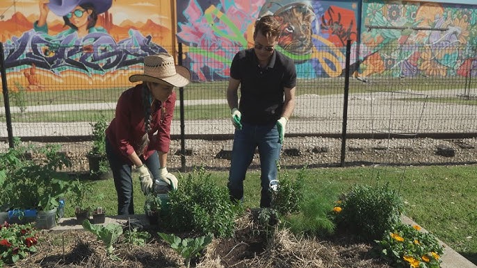 Before-and-after photos of an urban garden grown from Urban Harvest seed kits, showcasing the transformation from seeds to a thriving garden.