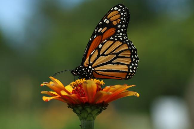 7 Secrets to a Bountiful Harvest: Attracting Na...