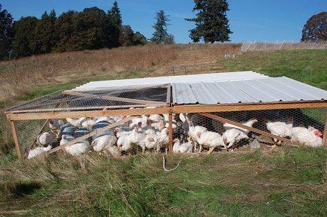 A chicken tractor placed next to a raised garden bed, showcasing integration.