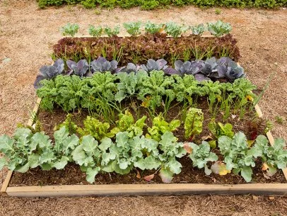 From Seed to Supper: A Beginner's Guide to a Bou...