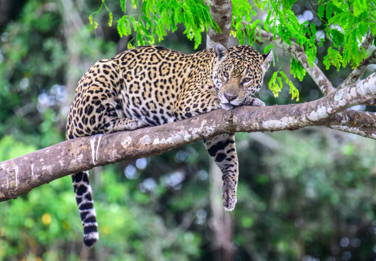 # Pantanal Jaguar Safari: A Wildlife Photographer'...
