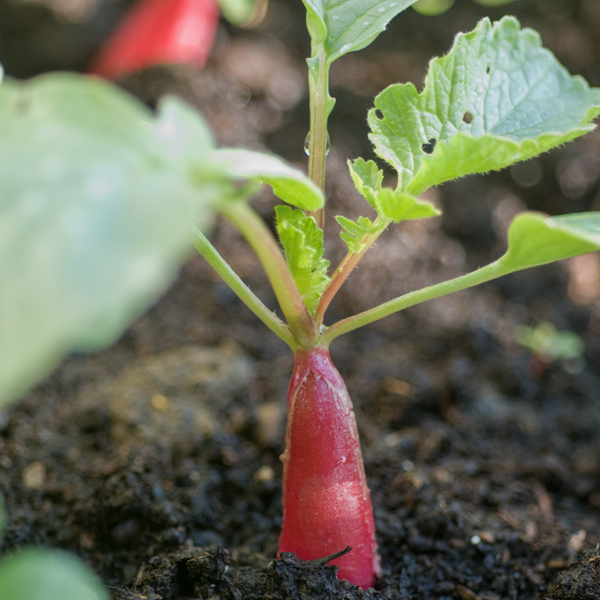 A close-up shot illustrating staggered sowing, showing seeds being planted in a neat row with a dibber. The image is well-lit, with clear focus on the seeds and dibber. The background shows a blurred garden setting.