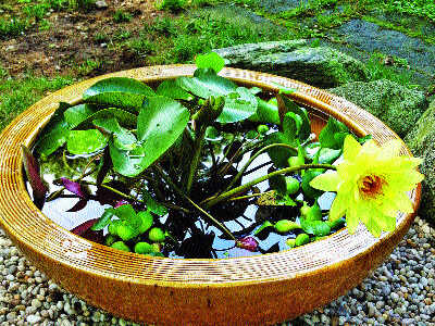 frog relaxing pond rocks leaves