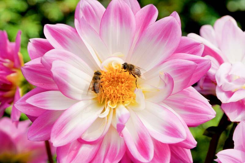 A person gently captures a bee in a butterfly net.
