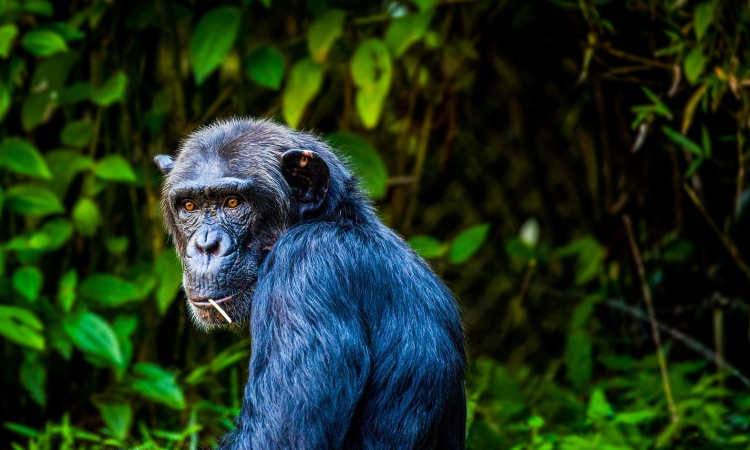 # Rwanda Luxury Glamping & Gorilla Trekking: An Et...
