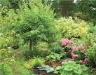 lasagna gardening bed cover crop