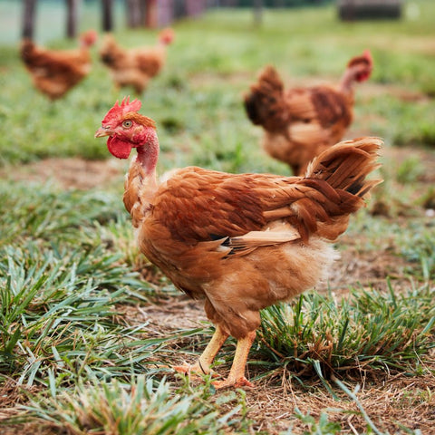 farmer hand feeding heritage chicken