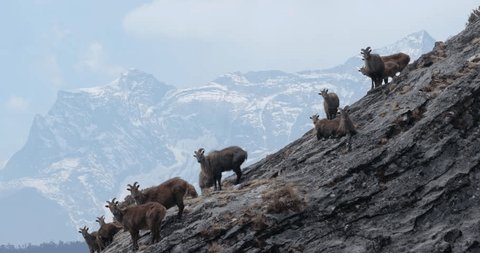 Himalayan Tahr in Annapurna Circuit