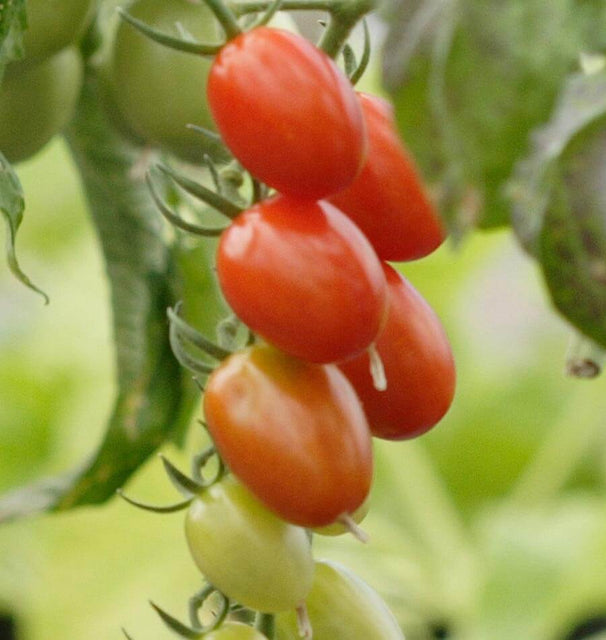 Different varieties of heirloom tomato seedlings ready for planting