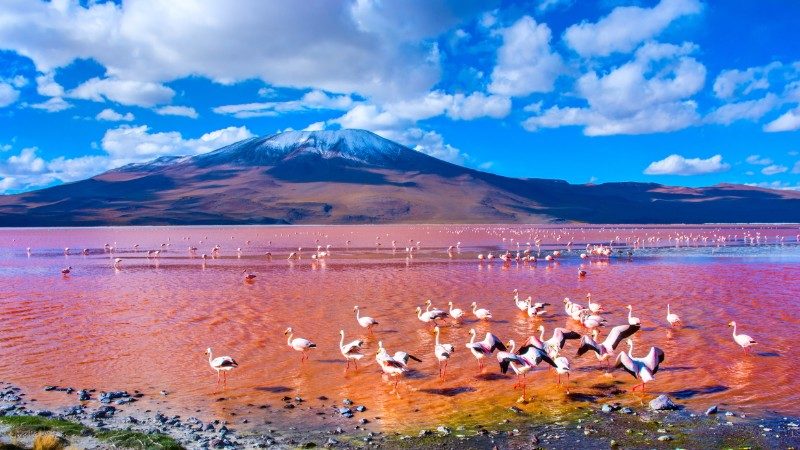 # Chasing Illusions: A Romantic Escape to Bolivia'...