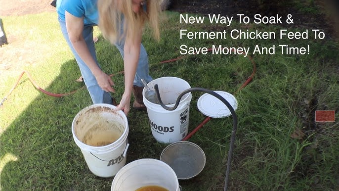 Thrifty Eggs: Tackling Skyrocketing Feed Costs...