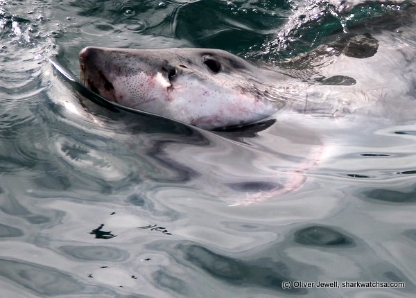 A great white shark approaching a cage, with a clear view of the diver's face expressing awe and respect