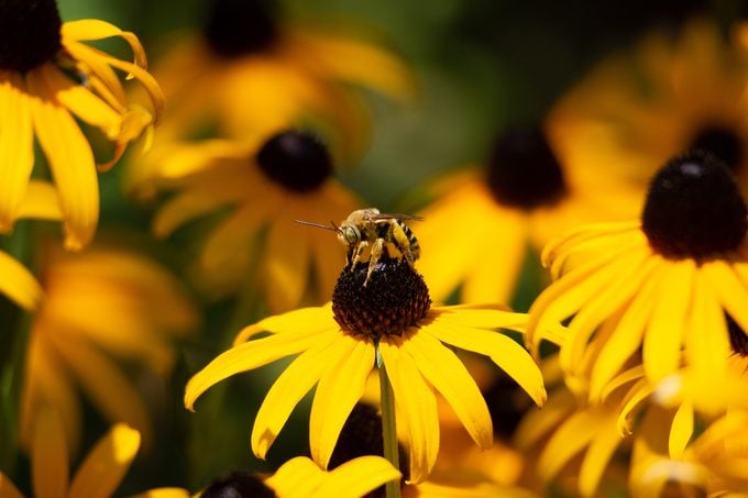 A butterfly garden with many diverse native plants