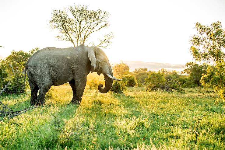 Elephant footprints in the Sabi Sand, revealing the size and direction of the herd.