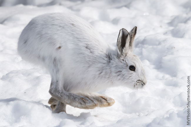 Close-up shot of a wolf track in the snow, with the surrounding forest blurred in the background.