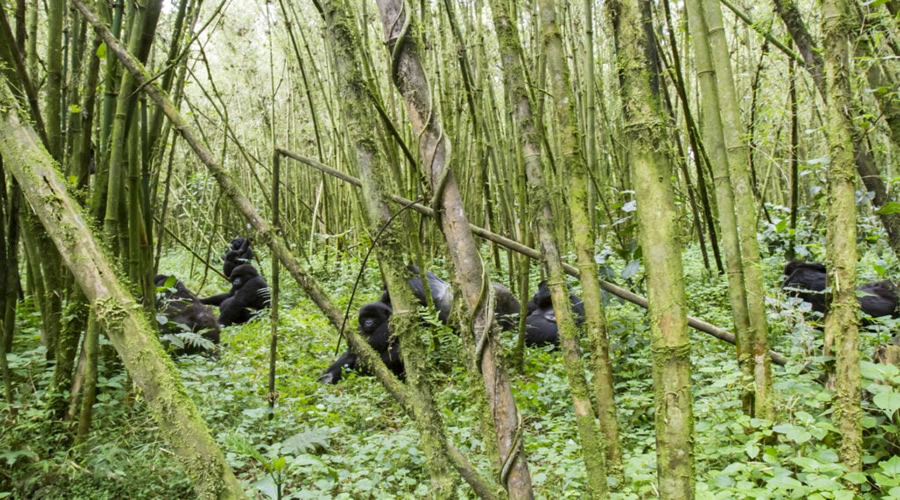 # Gorilla Trekking in Rwanda: A Skeptic's Unexpect...