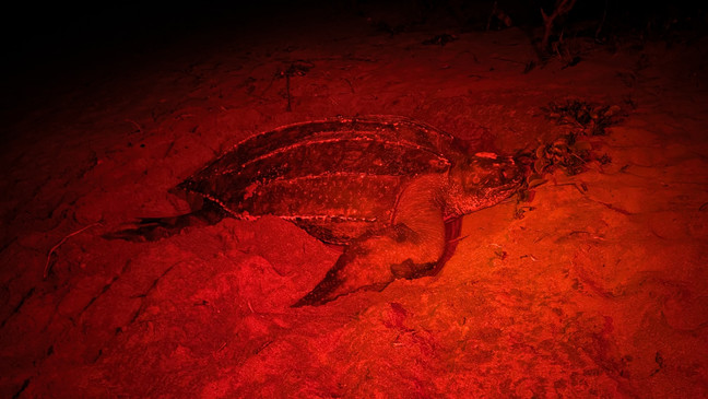 Olive Ridley Sea Turtle Nesting at Night with Red Lights