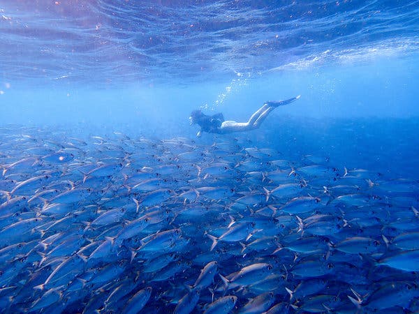 Diver swimming near coral reef