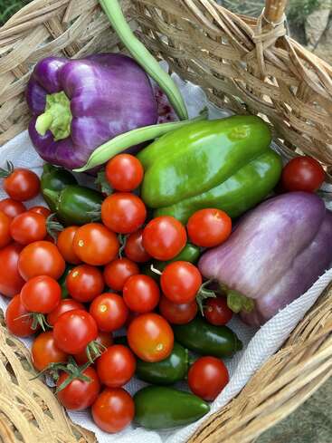 Picking tomatoes