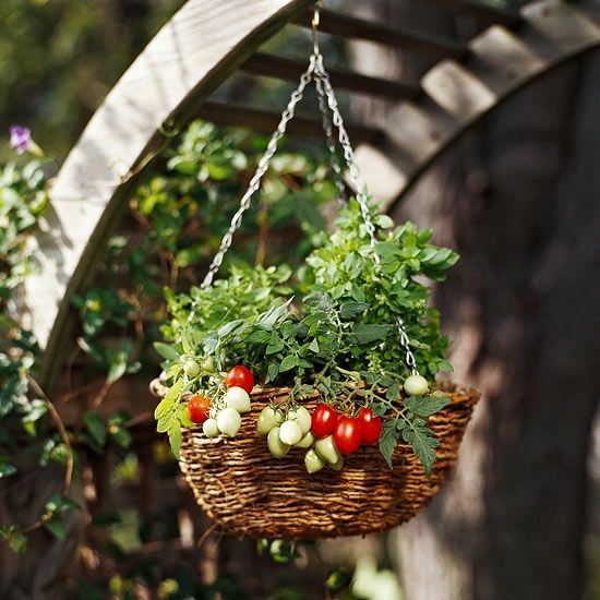 A sunny garden with tomato plants and other greenery thrives.