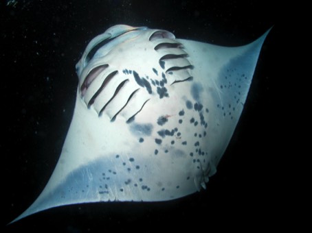 Manta Ray in Kona, Hawaii