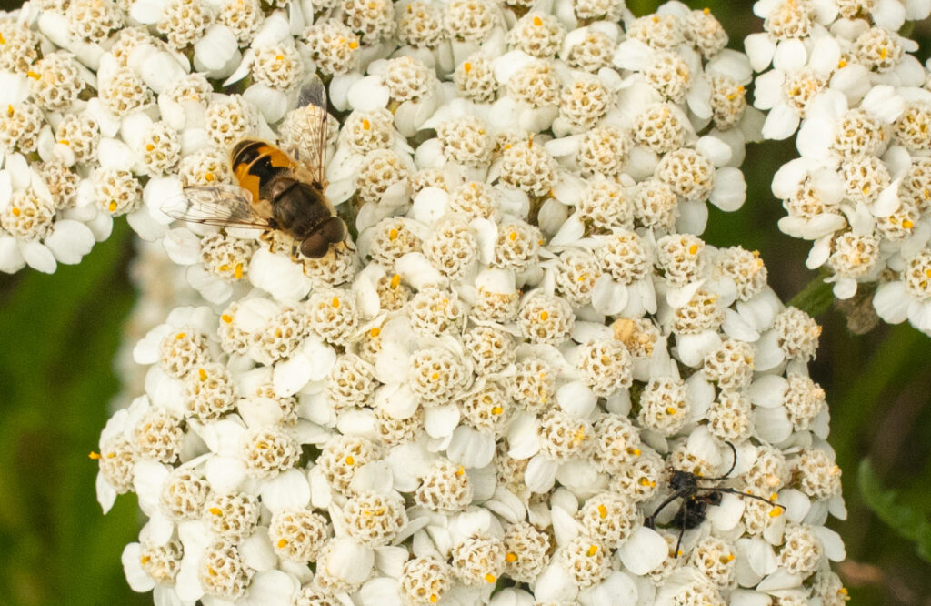 Beyond the Bees: Building a Haven for All Backy...
