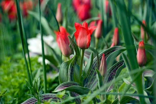 fall bulbs