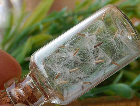 Close-up of wrinkled, perfectly dried bean seeds in a mason jar