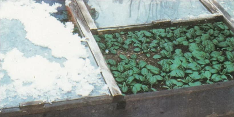 DIY cold frame garden frost protection