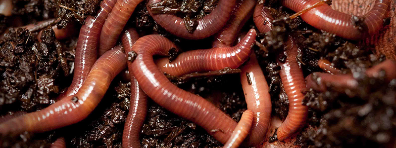 red wiggler worms food scraps