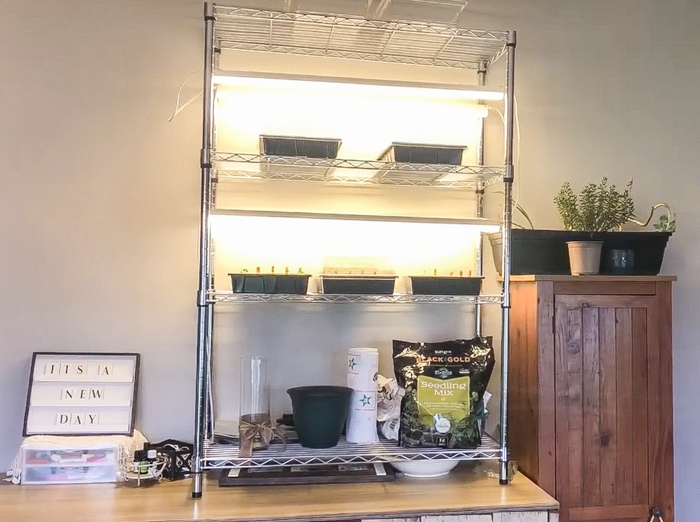 Seedling setup