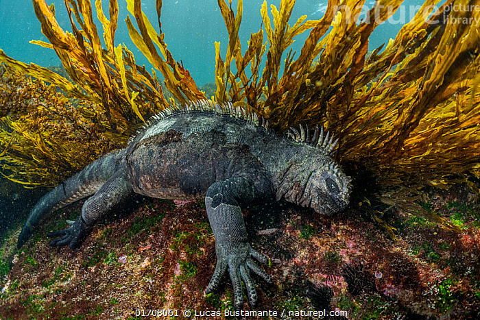 # Galapagos Awakening: A Marine Biologist's Journa...
