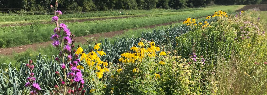 pollinator-friendly garden habitat example